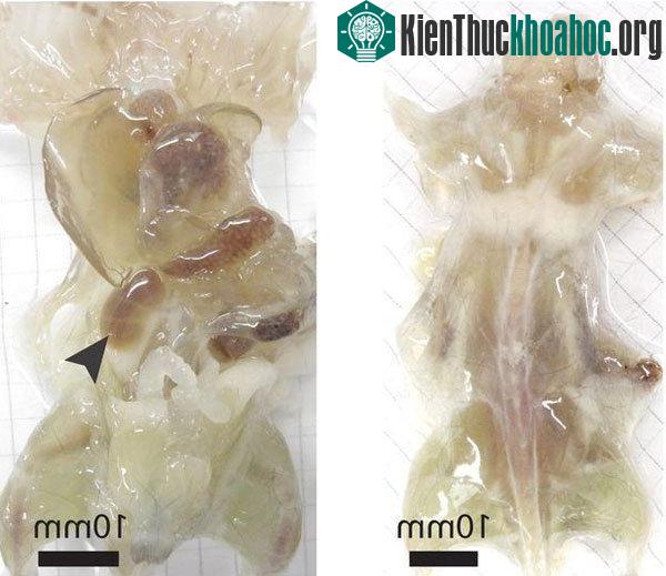 Cận cảnh chuột trong suốt - (Ảnh: Cell)
