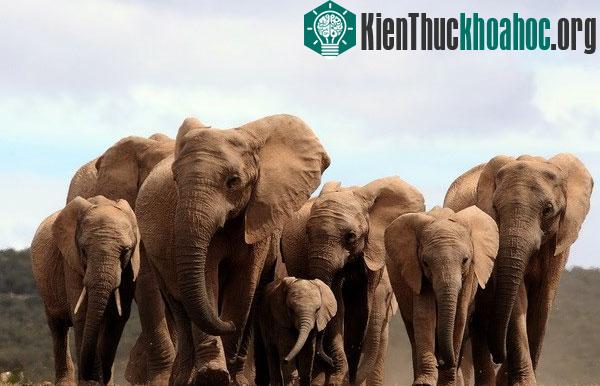 Đàn voi châu Phi tại Công viên Quốc gia Addo Elephant, Nam Phi. (Nguồn: AFP/TTXVN)