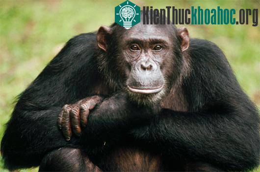 Tinh tinh có thể đánh bại con người ở các trò chơi chiến thuật