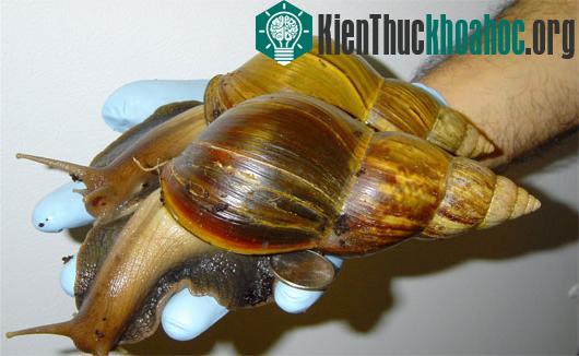 Một con ốc sên đất khổng lồ châu Phi. (Ảnh: AP)