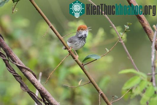 Chim chích bông Campuchia (Orthotomus chaktomuk). Ảnh: James Eaton/Birdtour Asia. Loài chim này có thân hình nhỏ nhắn, nhanh nhẹn, bộ lông màu xám đậm cùng chòm lông màu đỏ cam trên đầu. Loài này h...