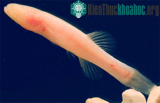 Ảnh: Sci-News