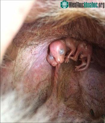 Kangaroo sinh đôi trong túi con mẹ ở Công viên Động vật Hoang dã Uralla. (Ảnh: abc.net.au)