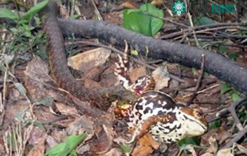 Rắn Tiger Keelback có khả năng ăn trộm chất độc từ những con cóc