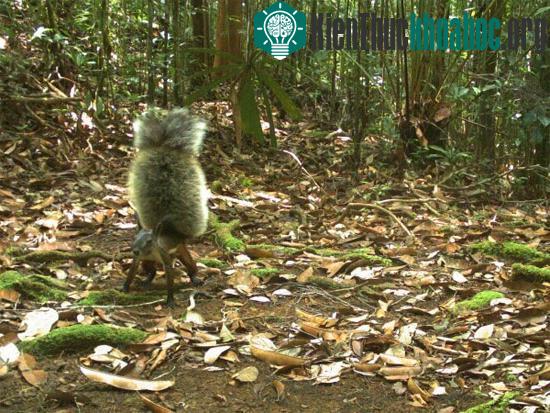 Hình ảnh ghi lại được về Rheithrosciurus macrotis trong rừng Borneo