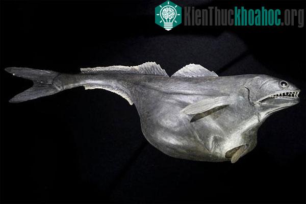 Những khả năng khó tin của các loài sinh vật dưới nước