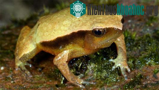Cóc đốm tre (Kalophrynus cryptophonus). (Ảnh: Eduard Galoyan)