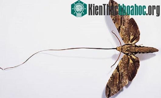 Những cái "nhất" kỳ lạ ở thế giới động vật