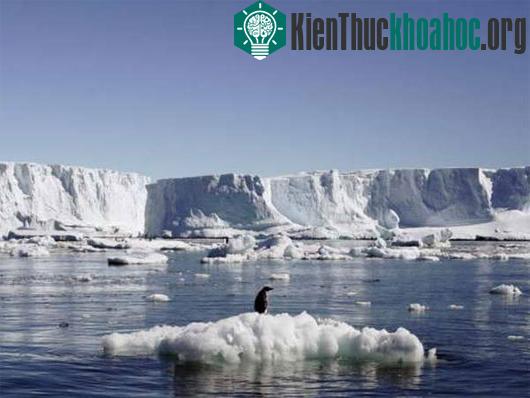 Một con chim cánh cụt Adélie đứng trên tảng băng ở Nam Cực. (Ảnh: Reuters)