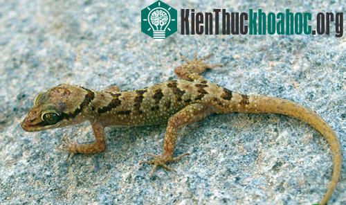 Thằn lằn ngón cực đông Cyrtodactylus cucdongensis. (Ảnh: Phùng Mỹ Trung)