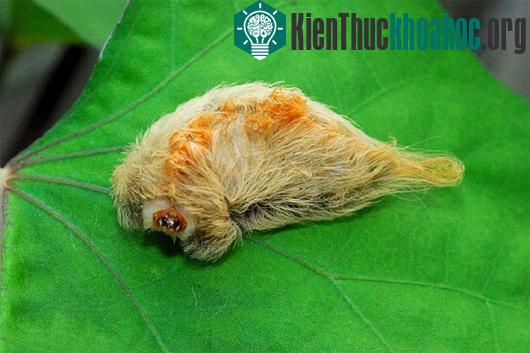 Những sát thủ "kịch độc" ẩn mình trong vẻ ngoài vô hại