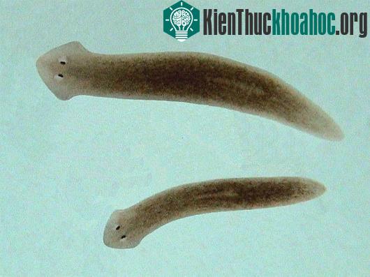 Bí ẩn loài giun "sống nhăn răng" dù bị giết hàng trăm lần