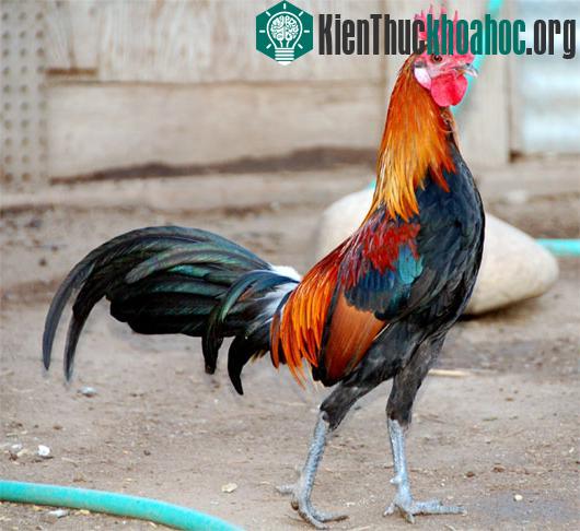 Chuyện ấy gây sốc của động vật giống đực