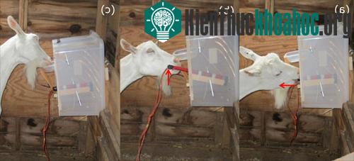 Một con dê trong thí nghiệm nâng và kéo đòn bẩy để lấy thức ăn trong hộp. (Ảnh: Popsci)