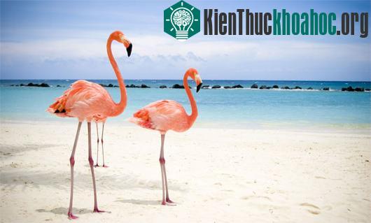 Loài hồng hạc thuộc dạng sống lâu trong thế giới chim chóc - (Ảnh: unh.edu)