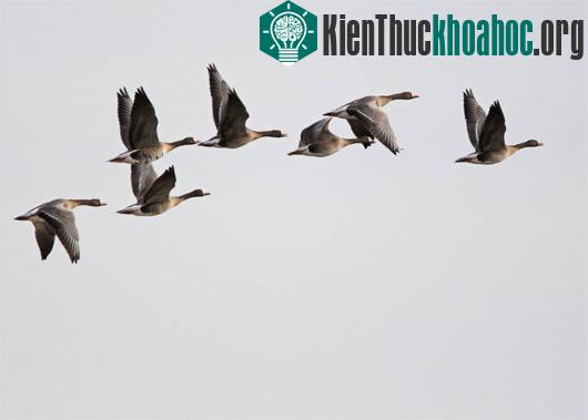 Ảnh:&nbsp;paghambirder.blogspot.com