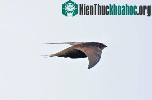 Theo các chuyên gia, có khoảng 338 loài chim ruồi được biết đến trên thế giới. Chim ruồi và chim én tách ra từ khoảng 42 triệu năm trước, ở các khu vực thuộc châu Âu và châu Á ngày nay.
