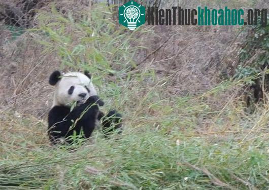 Gấu trúc đối mặt với một mối đe dọa mới. (Nguồn: livescience.com)