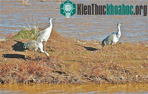 Sếu Sandhill Cranes (Grus Canadensis)