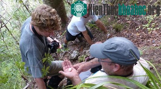 Các nhà khoa học New Zealand quan sát quả trứng chim petrel trên đảo Little Barrier Island. (Ảnh: nzherald.co.nz)