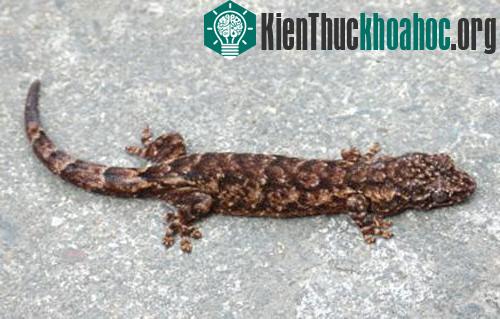 Thằn lằn chân nửa lá Bà Nà. (Ảnh: Vast.ac)