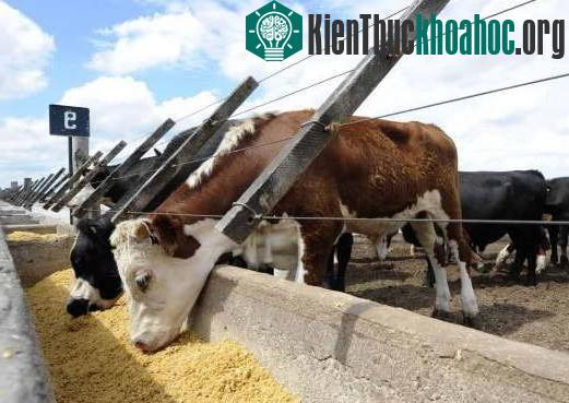 Thức ăn giàu năng lượng giúp giảm chất thải động vật