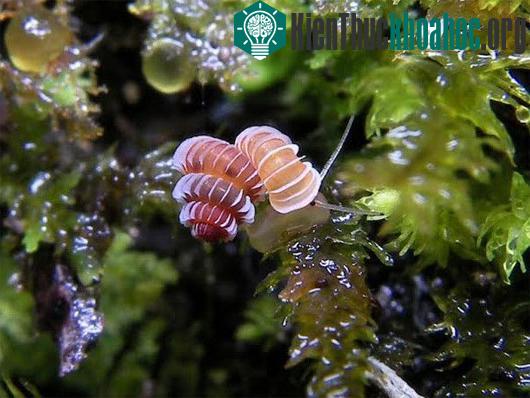Loài ốc sên kỳ lạ. (Nguồn: livescience.com)