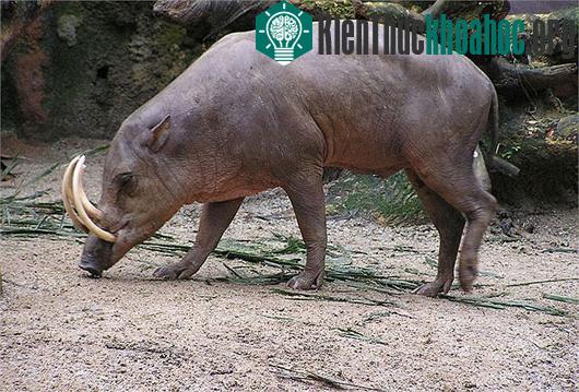 Quái vật lợn có bộ dạng kỳ dị ở Indonesia