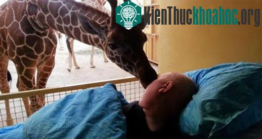 Con hươu cao cổ dành cho người từng chăm sóc nụ hôn tạm biệt. (Ảnh: Stichting Ambulance Wens Nederland)