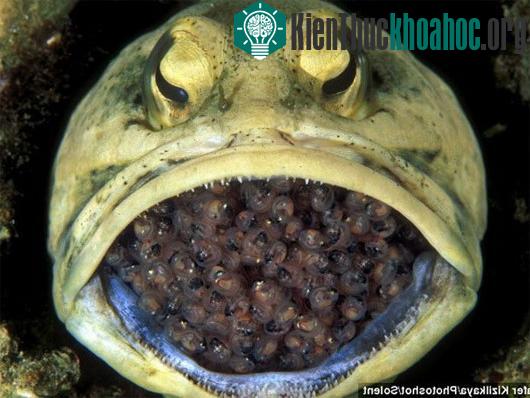 Cá jawfish đực ấp tới 400 quả trứng trong... miệng
