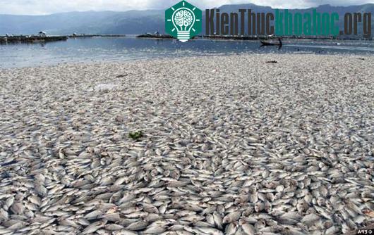 Hàng loạt cá chết bí ẩn trên hồ Maninjau ở Indonesia