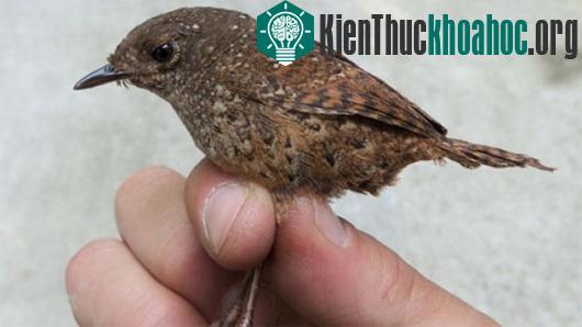 Loài khướu đất hung mới &nbsp;- (Ảnh: news.sciencemag.com)