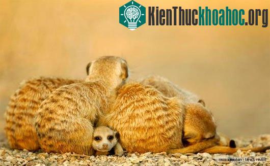 Cầy meerkat luôn nằm chồng lên nhau để ngủ và tai luôn vểnh lên để nghe ngóng tiếng động lạ. (Ảnh: Corbis)