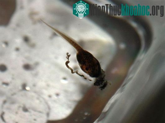 Nòng nọc cũng ăn thịt đồng loại. (Nguồn: livescience.com)