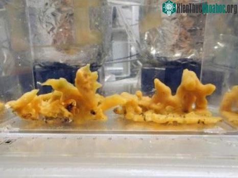 Bọt biển Halichondria panicea đã được sử dụng trong một thí nghiệm tại trường đại học Southern Denmark