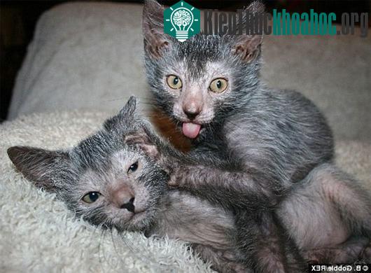 Hai con mèo thuộc giống mèo Lykoi. (Ảnh: Lycoicat.com)