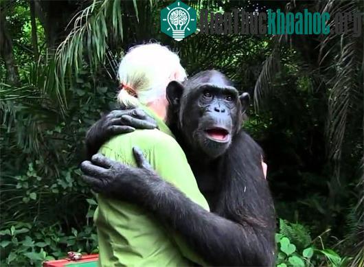 Tinh tinh Wounda ôm tiến sĩ Jane Goodall trước khi được thả về môi trường tự nhiên. (Ảnh: Jane Goodall Institute)