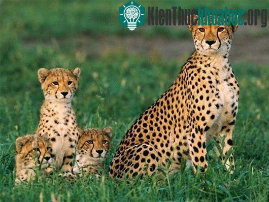 Nghe "giọng thật" dị hợm của các loài động vật