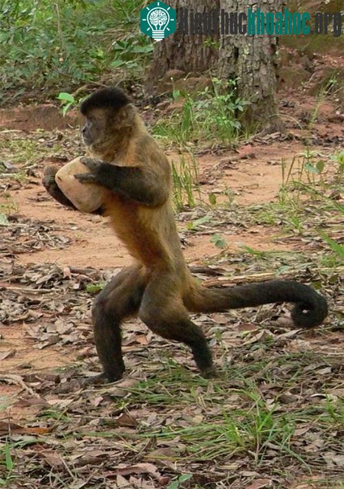 Những chiêu thu hút đối phương của động vật
