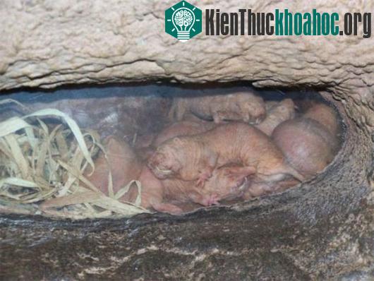 Những tập tính sinh sản và tồn tại khó hiểu ở động vật