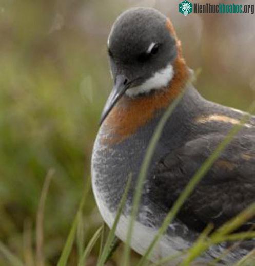 Một con chim dẻ nước - (Ảnh: RSPB Scotland)