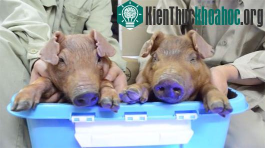 Hai con lợn được sinh ra từ kỹ thuật can thiệp gene trong điều kiện ánh sáng bình thường. (Ảnh: Ibtimes)