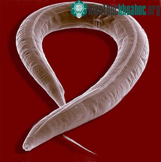Phát hiện tập tính giao phối "chết chóc" của loài giun