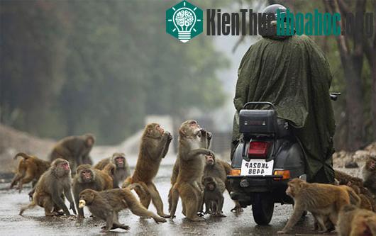 Khỉ đít đỏ đang làm loạn trên các đường phố Ấn Độ. (Ảnh: Kenh14)