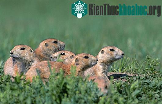 Kinh ngạc loài cầy có đặc tính… giống con người