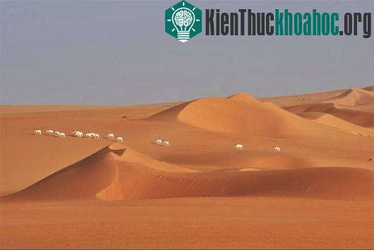 Số lượng các loài động vật hoang dã ở sa mạc Sahara ngày càng giảm. (Ảnh minh họa: UPI)