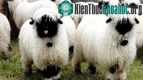 Cừu mũi đen có nguồn gốc từ vùng Valais, Thụy Sĩ. Loài cừu này thường được chăn thả dọc theo các sườn núi cao dọc theo dãy Pennine, nằm giữa biên giới hai nước Thụy Sĩ và Italy. Tại nước Đức, loài ...