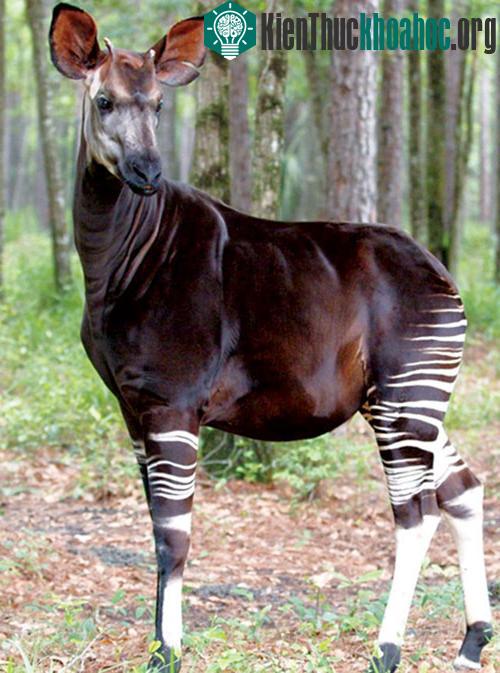 Hươu cao cổ Okapi