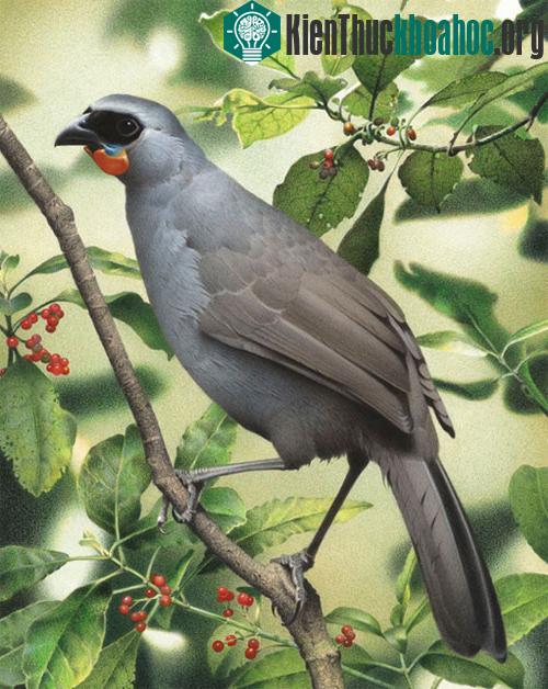 Ảnh:&nbsp;nzbirdsonline.org.nz