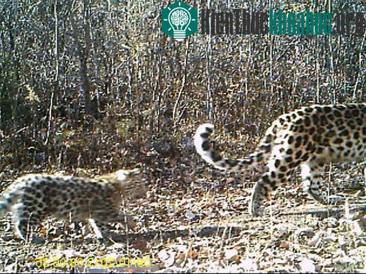 Hình ảnh hai con báo được ghi lại qua bẫy camera. (Ảnh: LiveScience)